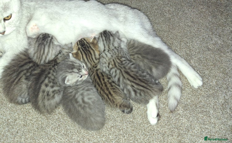 British Shorthair cats - Advert 16