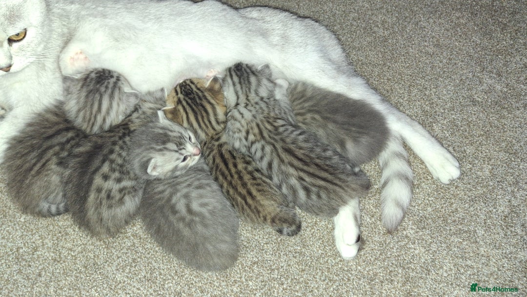 British Shorthair cats for sale: 2 female 4 male kittens  - Image 5