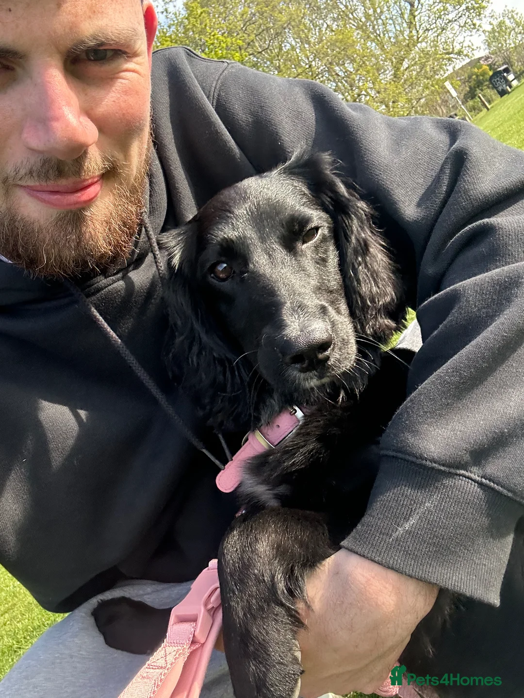 Cockapoo dogs for sale: Cockapoo, 8 month in Farnborough - Advert 1