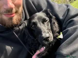 Cockapoo dogs Cockapoo, 8 month - Advert 1