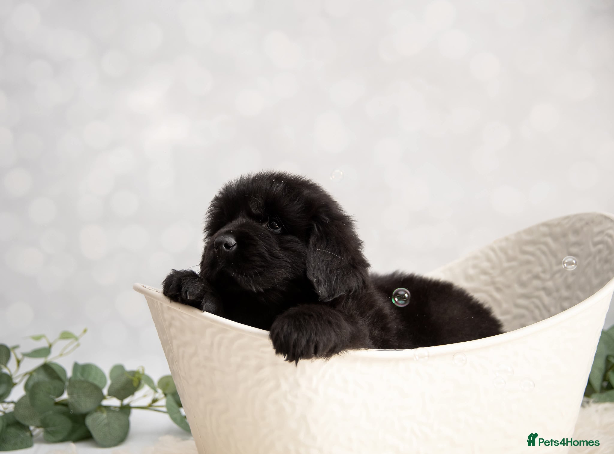 Newfoundland dogs Beautiful RKC registered Newfoundland Puppies - Advert 5