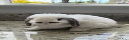 Mini Lop rabbits for sale: Beautiful mini lops - Advert 10