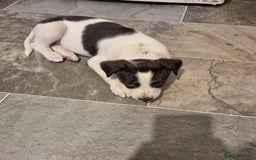 Lurcher dogs for sale: 5 lurcher pups looking for forever homes - Image 7