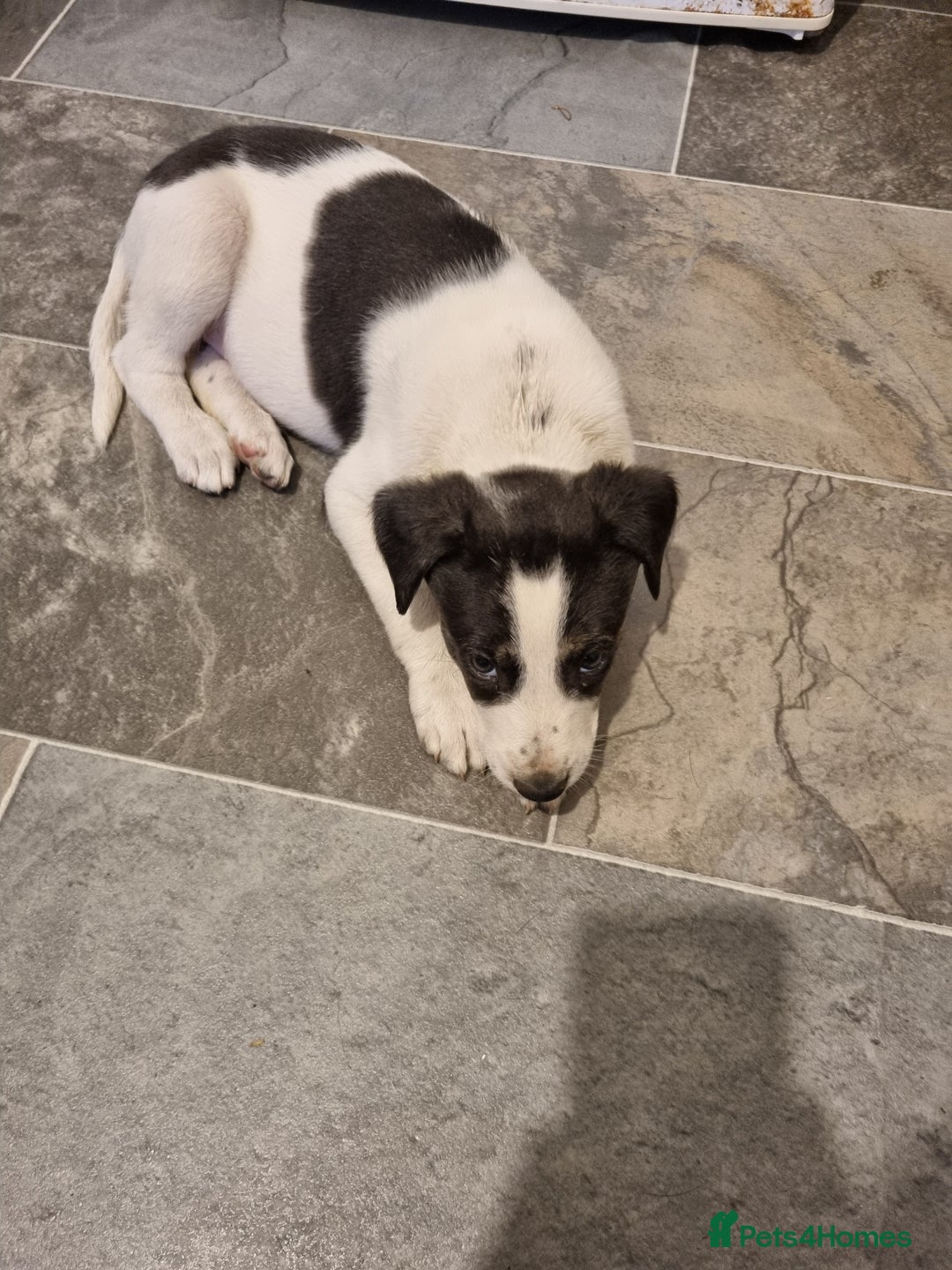 Lurcher dogs for sale: 5 lurcher pups looking for forever homes - Image 7