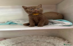 British Shorthair cats for sale: British shorthair kittens  - Image 23