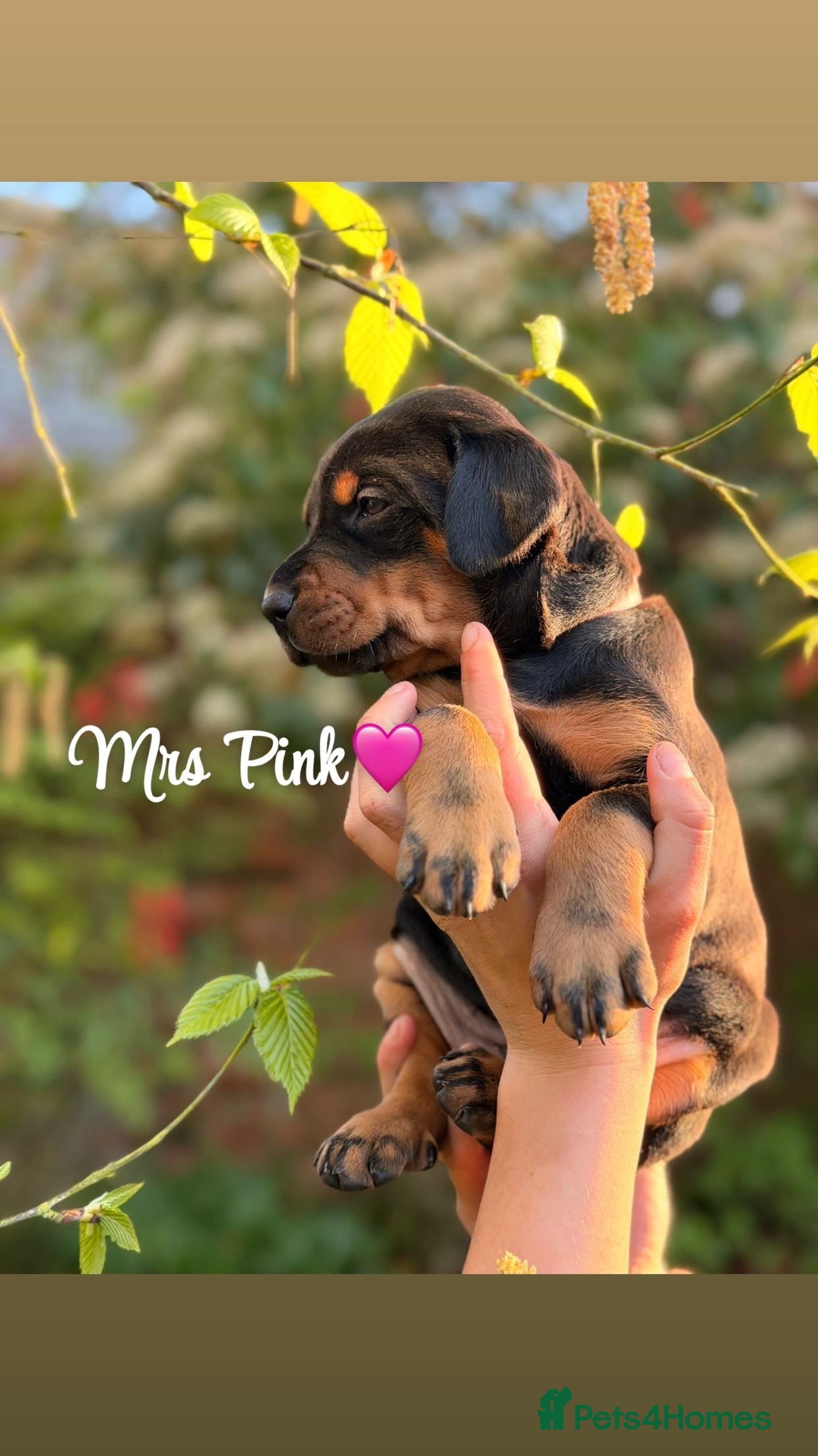 Dobermann dogs Exceptional Doberman X Doberman/rottwiler  - Advert 2