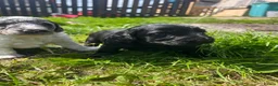 Cockapoo dogs for sale: 🐾 Beautiful Cockapoo Puppies  🐾 - Advert 13