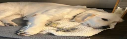 Golden Retriever dogs for sale: Charlie - Advert 3