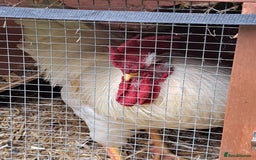 Chickens poultry for sale: White Leghorn Cockerel  - Image 3