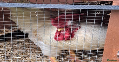 Chickens poultry - Advert 13
