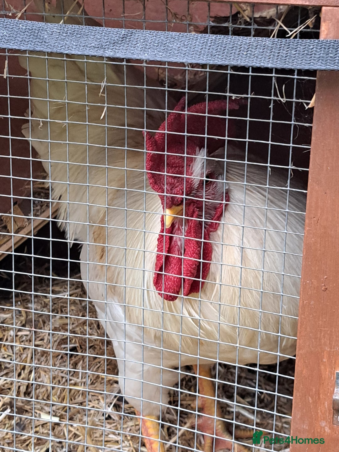 Chickens poultry for sale: White Leghorn Cockerel  - Image 3