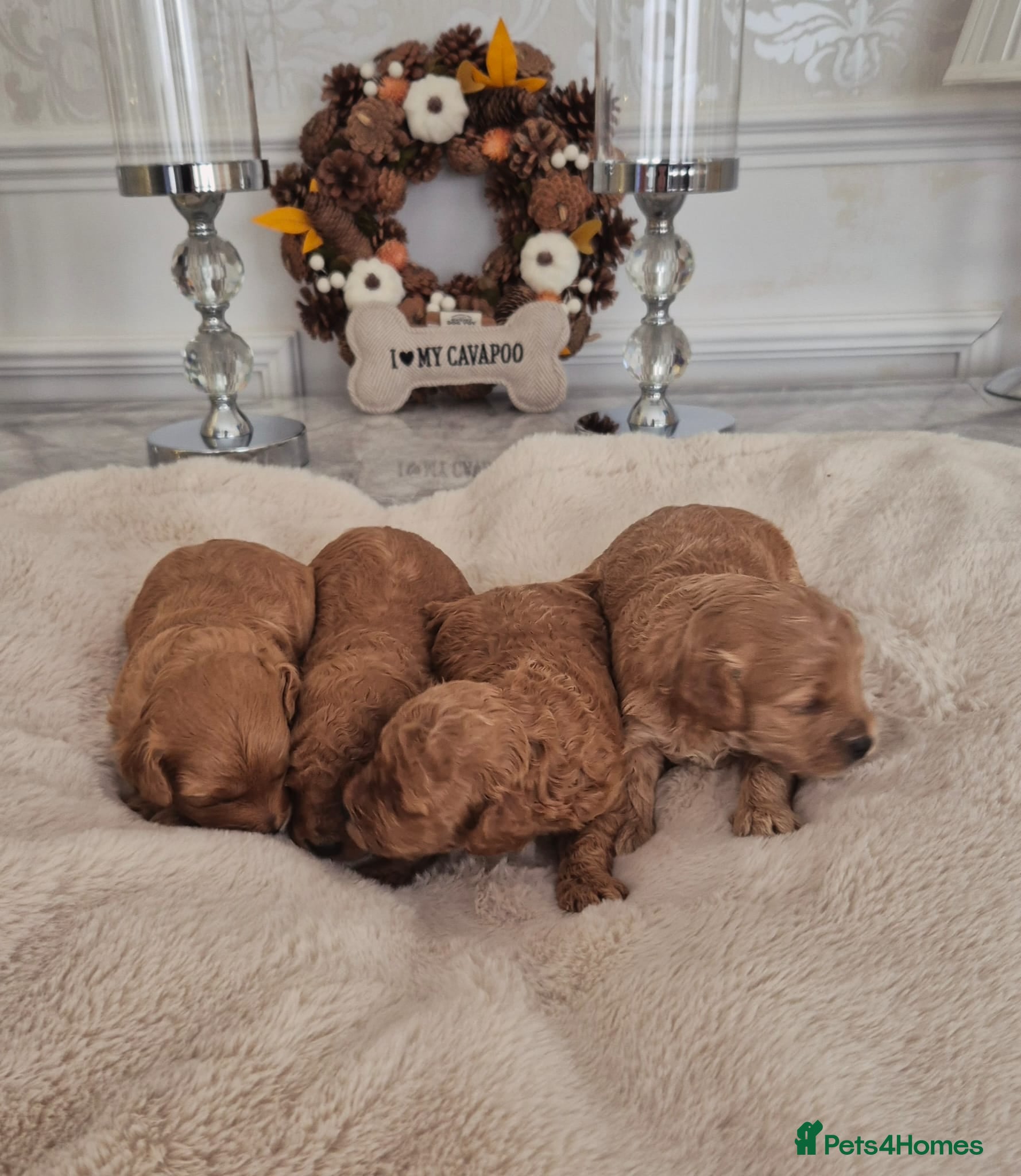 Cavapoo dogs EXTENSIVELY HEALTH TESTED CAVERPOO PUPS - Advert 4