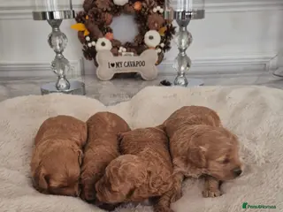 Cavapoo dogs EXTENSIVELY HEALTH TESTED CAVERPOO PUPS - Advert 4