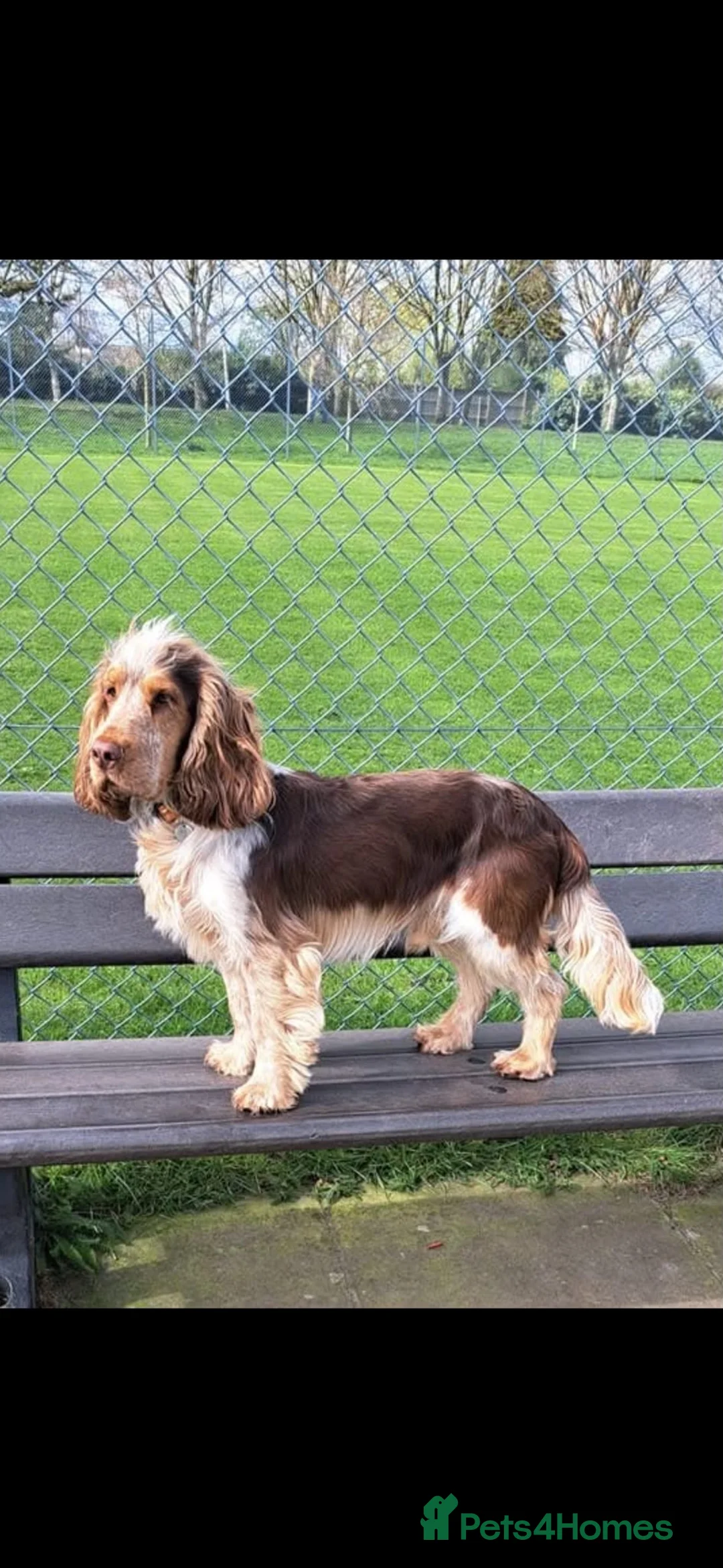 Cocker Spaniel dogs for sale: Male KC Registered Show Cocker Spaniel Ready to go - Advert 2