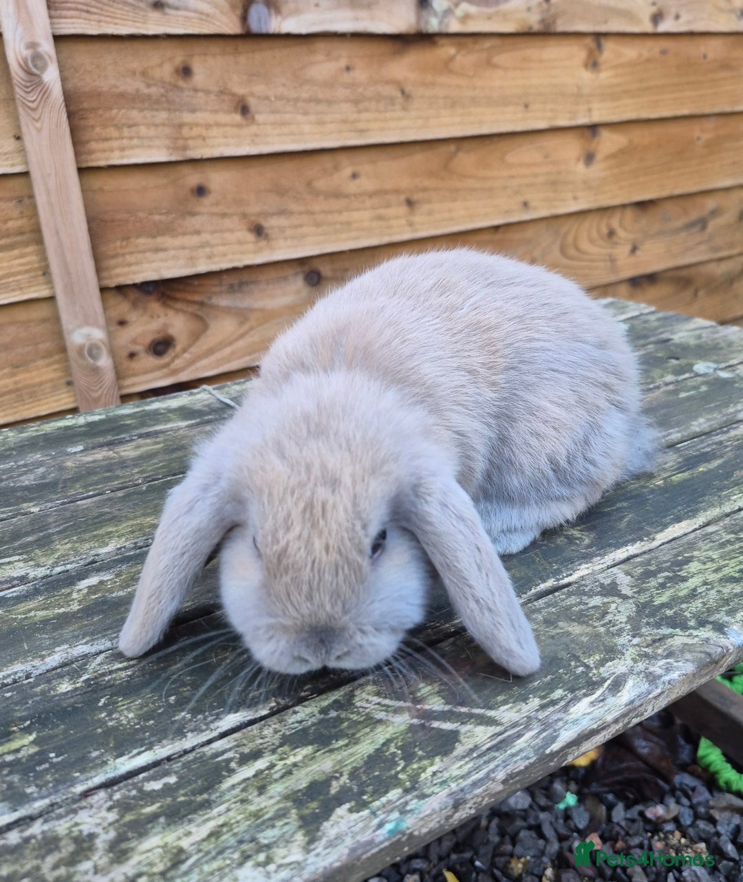 Mini Lop rabbits for sale: Mini lop babies - Advert 5