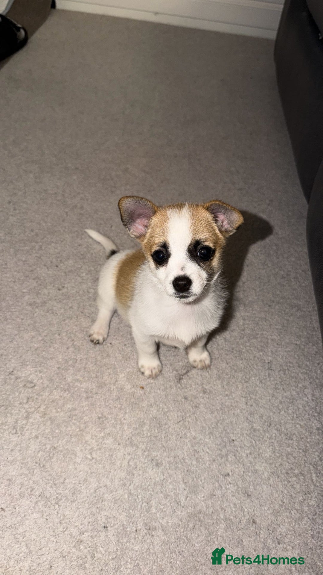 Mixed Breed dogs for sale: Jack Russel mixed Pomeranian   - Advert 3