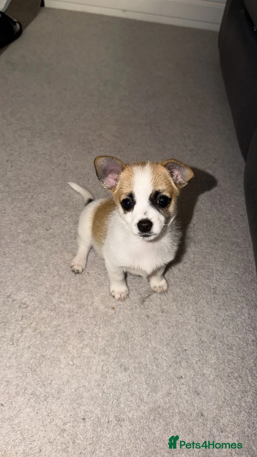 Mixed Breed dogs for sale: Jack Russel mixed Pomeranian   - Advert 1