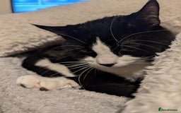 Mixed Breed cats for sale: Very loved 2 year old cat for urgent rehome - Image 3