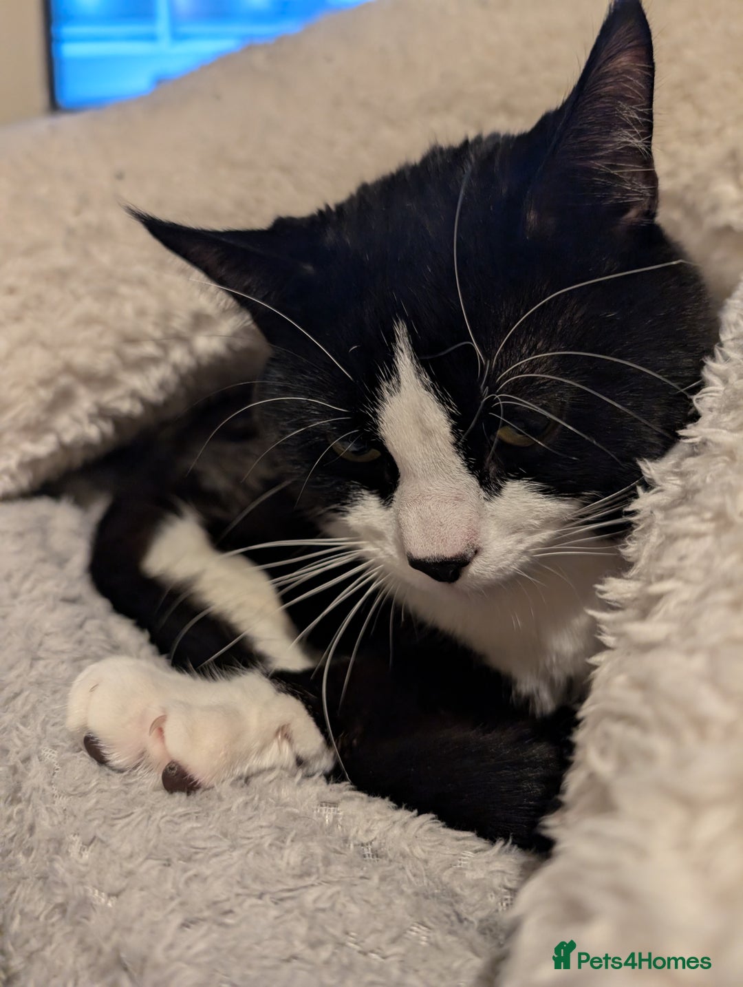 Mixed Breed cats for sale: Very loved 2 year old cat for urgent rehome - Image 3