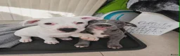 Mixed Breed dogs for sale: Staffordshire bull terrier cross puppies - Advert 6