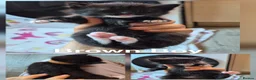 Mixed Breed cats for sale: Beautiful kittens  - Advert 6