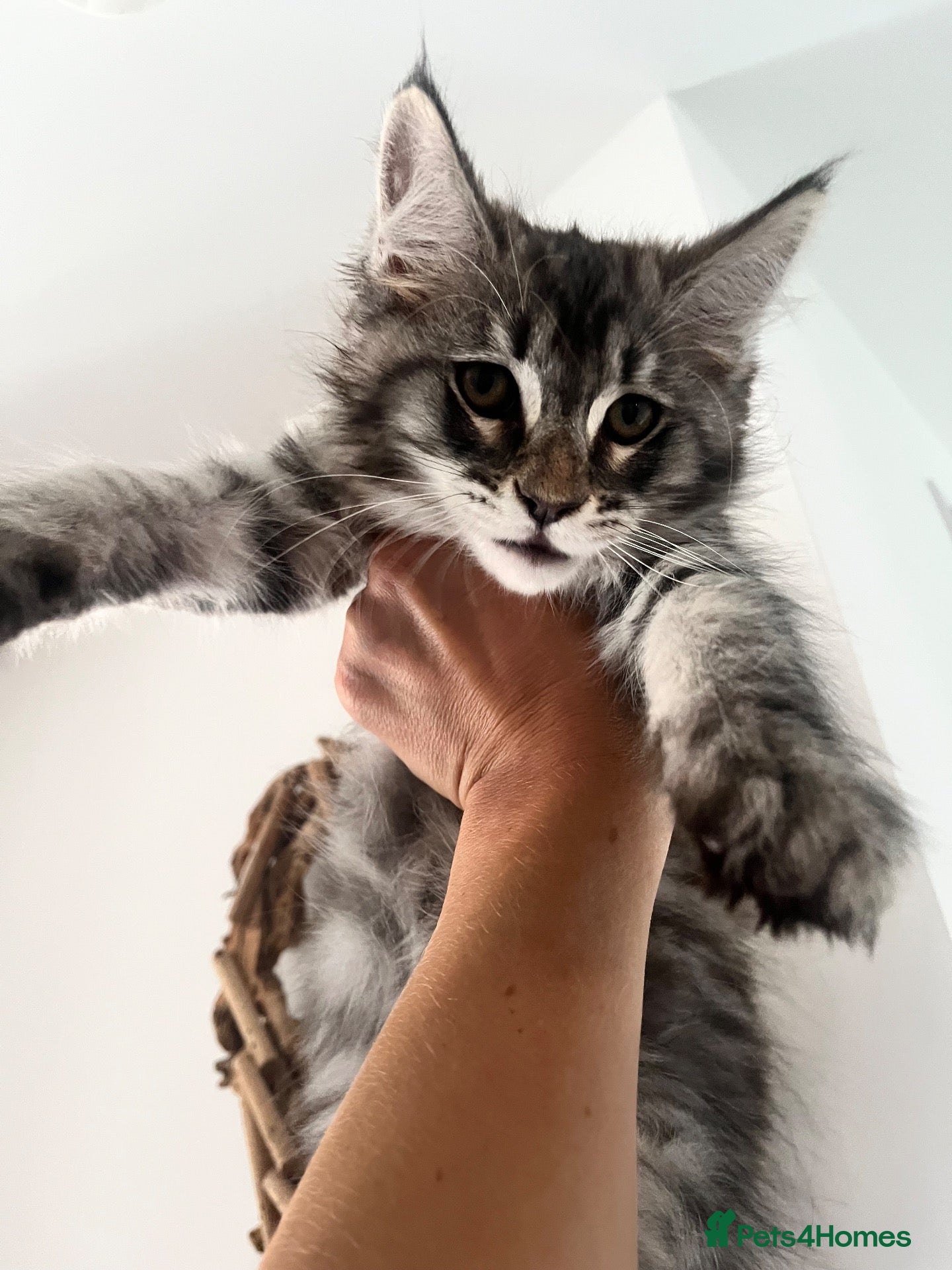Maine Coon cats Maine coon kittens for sale - Advert 6