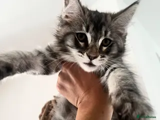 Maine Coon cats Maine coon kittens for sale - Advert 6