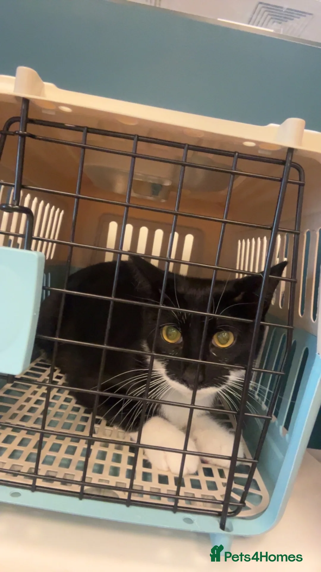 Mixed Breed cats for sale: OUR last beautiful fur baby 1 GIRL left - Advert 2