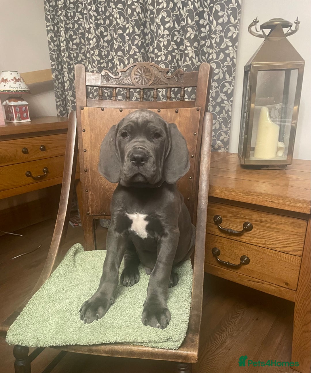 Mixed Breed dogs for sale: STUNNING MASTIFF/GREAT DANE PUPPIES - Advert 1
