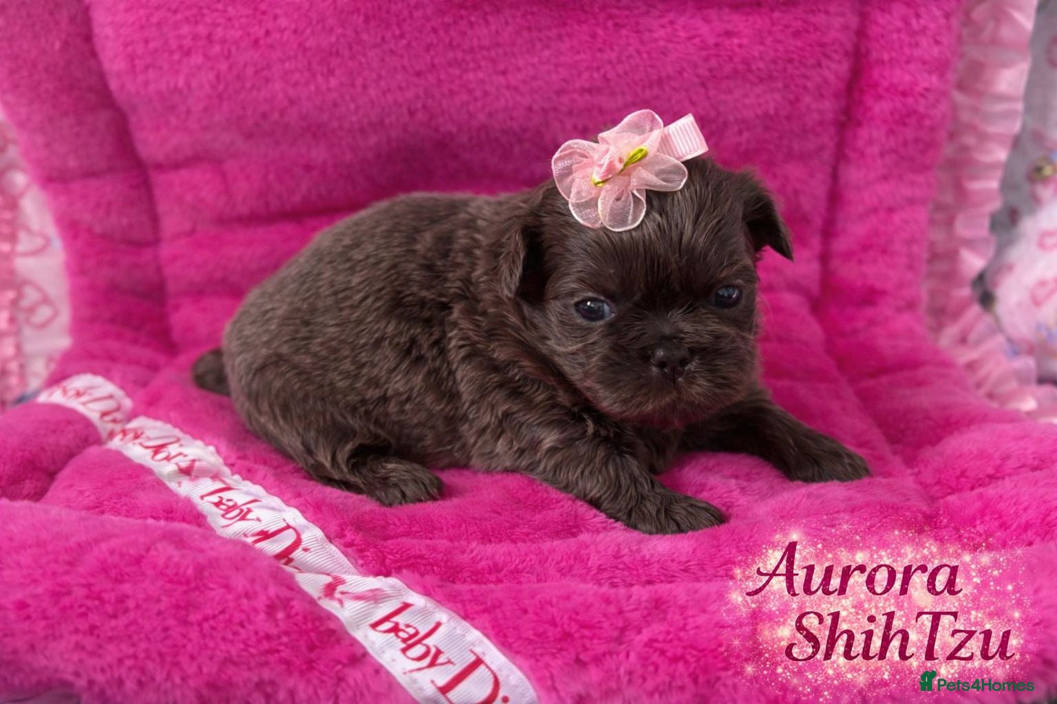 Shih Tzu dogs  Beautiful HEALTH TESTED KC Smoke & Pearl Puppies - Advert 13