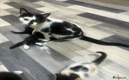 Mixed Breed cats for sale: For sale - Image 11