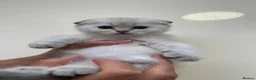 Scottish Fold cats for sale: LOVELY PUREBRED SCOTTISH FOLD CHINCHILLA KITTENS  - Advert 5