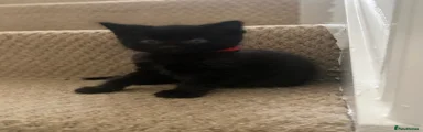 Black -red collar girl 