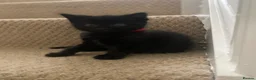 Mixed Breed cats for sale: Beautiful characterful kittens for sale. - Advert 29