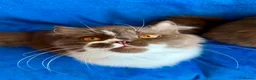 British Longhair cats for sale: Champion line Chocolate/white boy - Advert 3