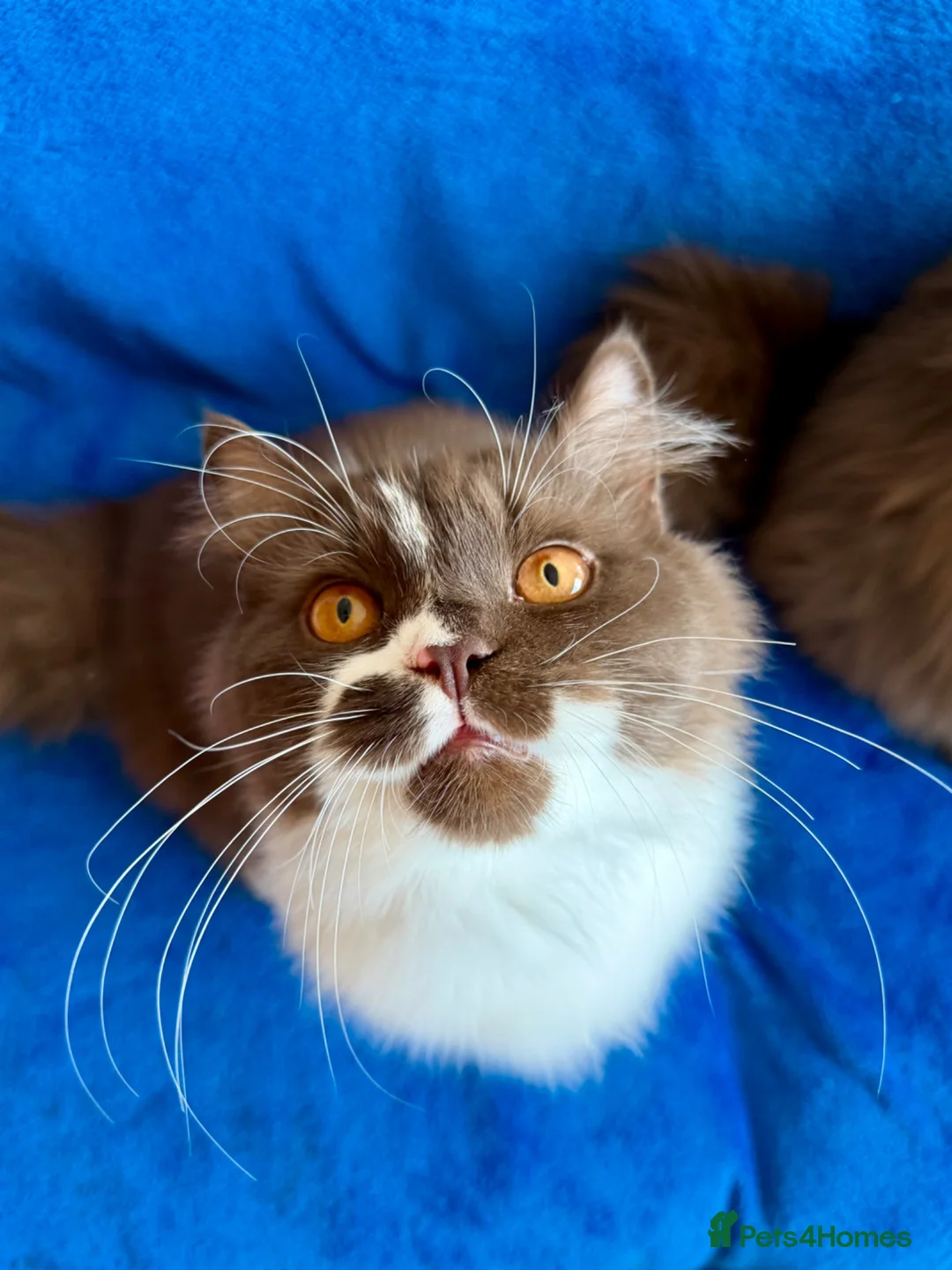British Longhair cats for sale: Champion line Chocolate/white boy - Advert 1