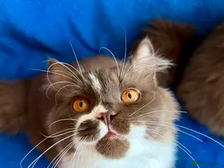 British Longhair cats Champion line Chocolate/white boy - Advert 6