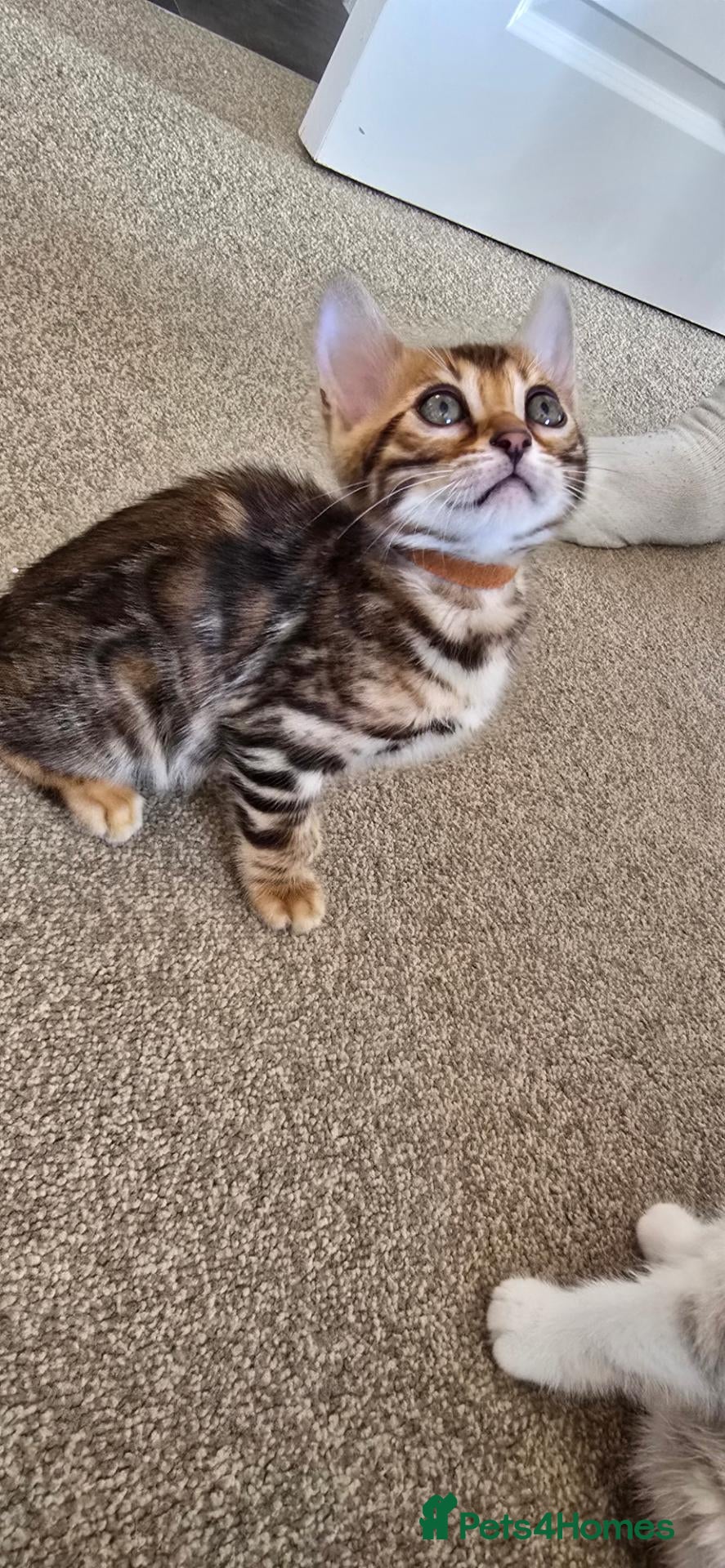 Bengal cats Pure bengal kittens  - Advert 6