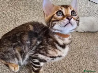 Bengal cats Pure bengal kittens - Advert 6