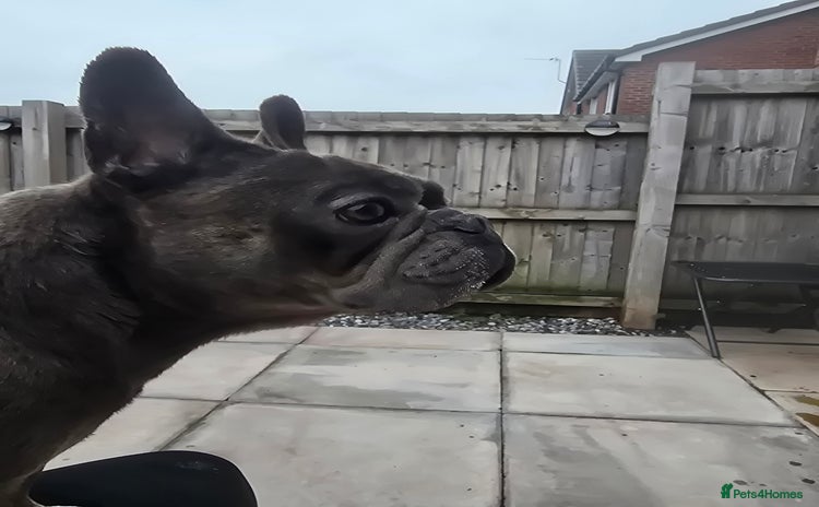 French Bulldog dogs - Advert 10