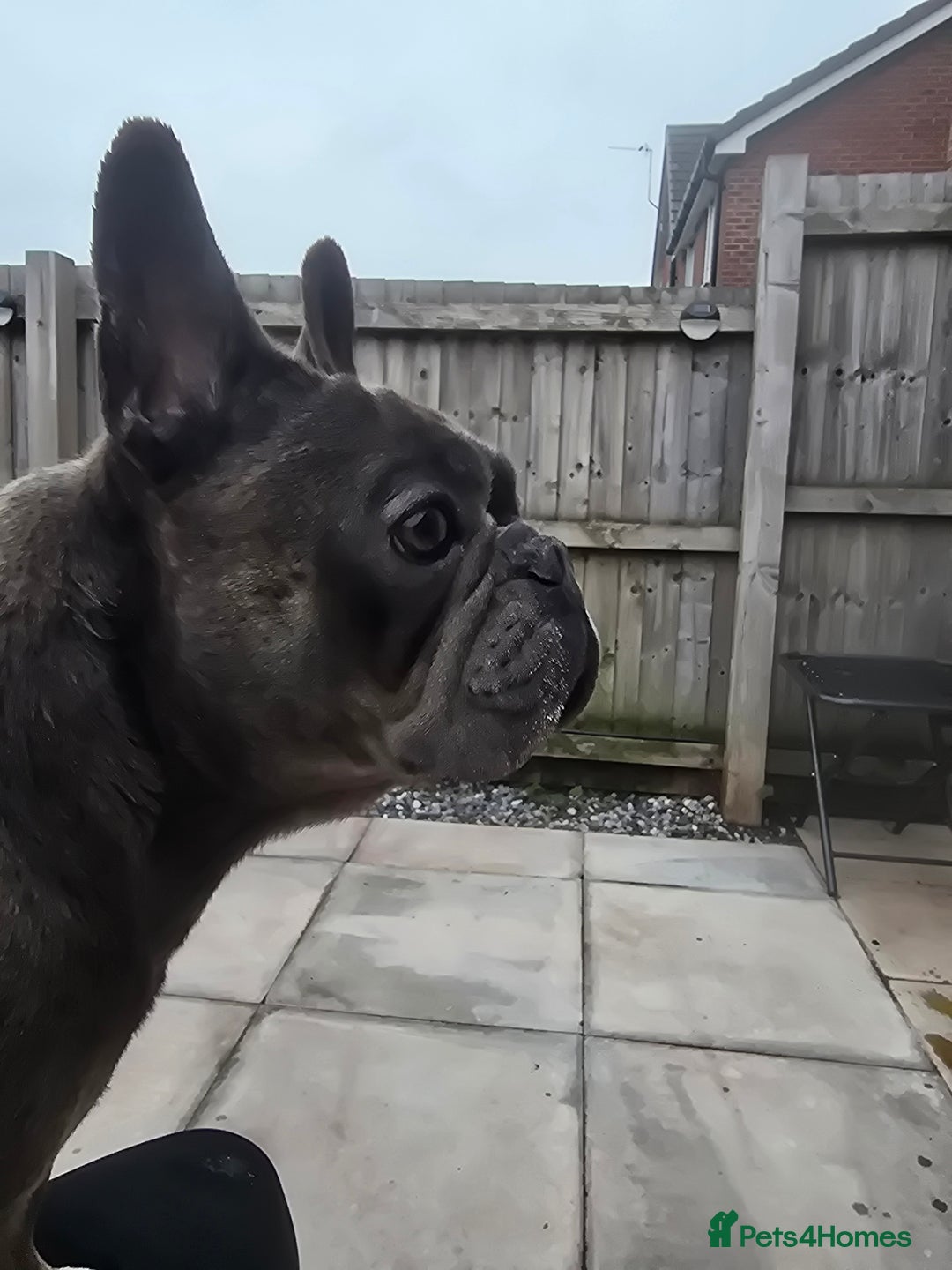 French Bulldog dogs for sale: French bulldog, male 4 years old  - Image 1