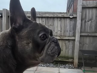 French Bulldog dogs - Advert 32