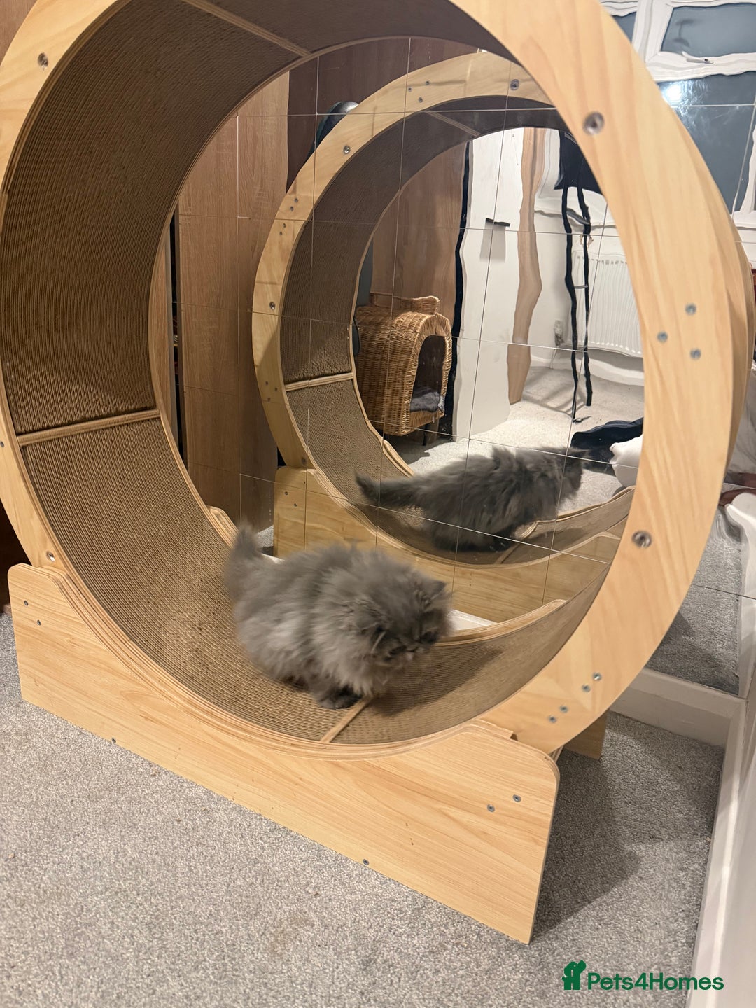 Persian cats for sale:  Persian Queen-Active. American Bloodlines, GCCF. - Advert 12