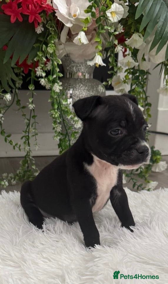 Staffordshire Bull Terrier dogs 6 stunning KC registered Staffy puppy’s  - Advert 7