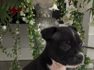 Staffordshire Bull Terrier dogs 6 stunning KC registered Staffy puppy’s - Advert 9