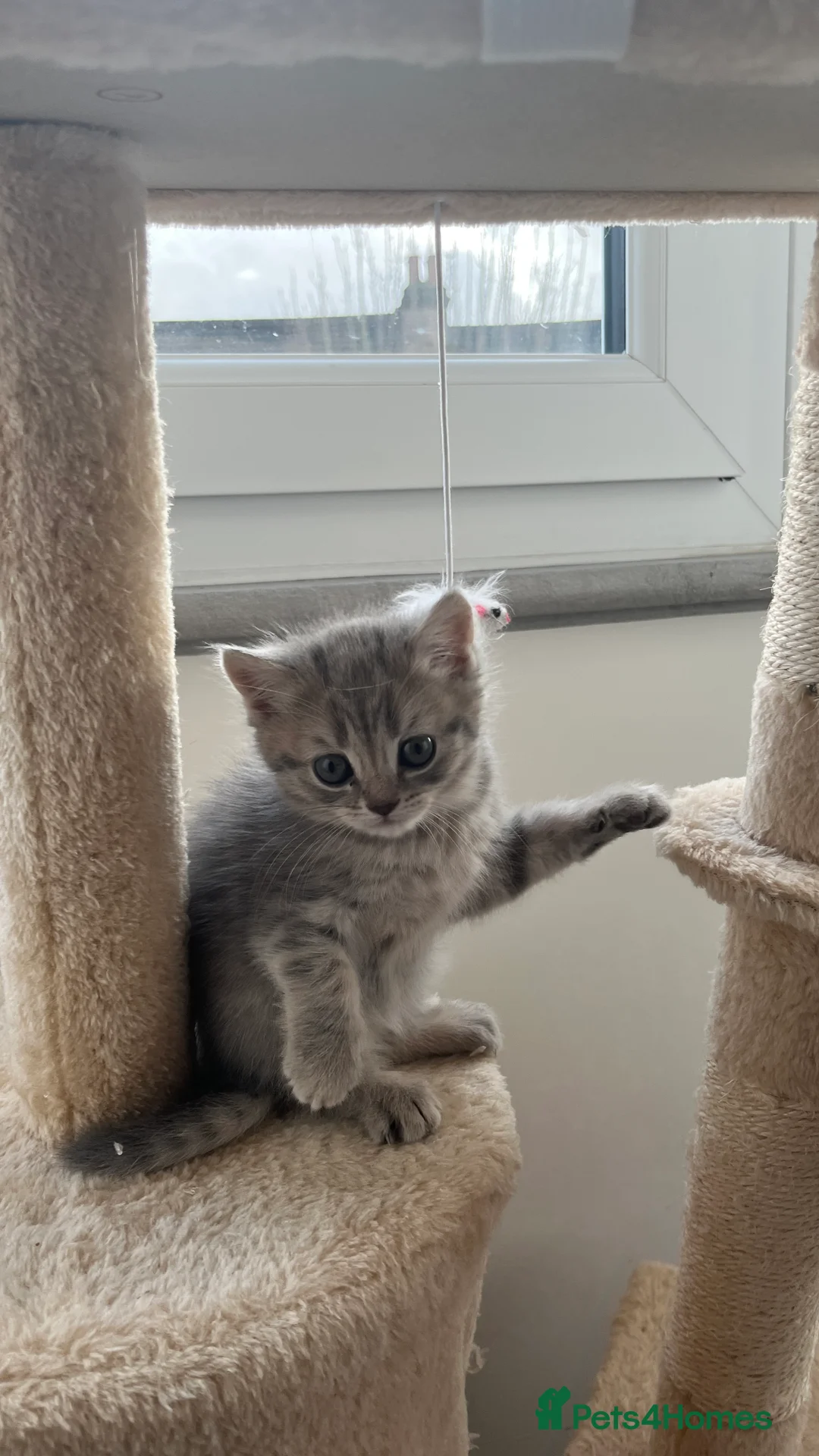 Scottish Fold cats for sale: Lovely kitten - Advert 8