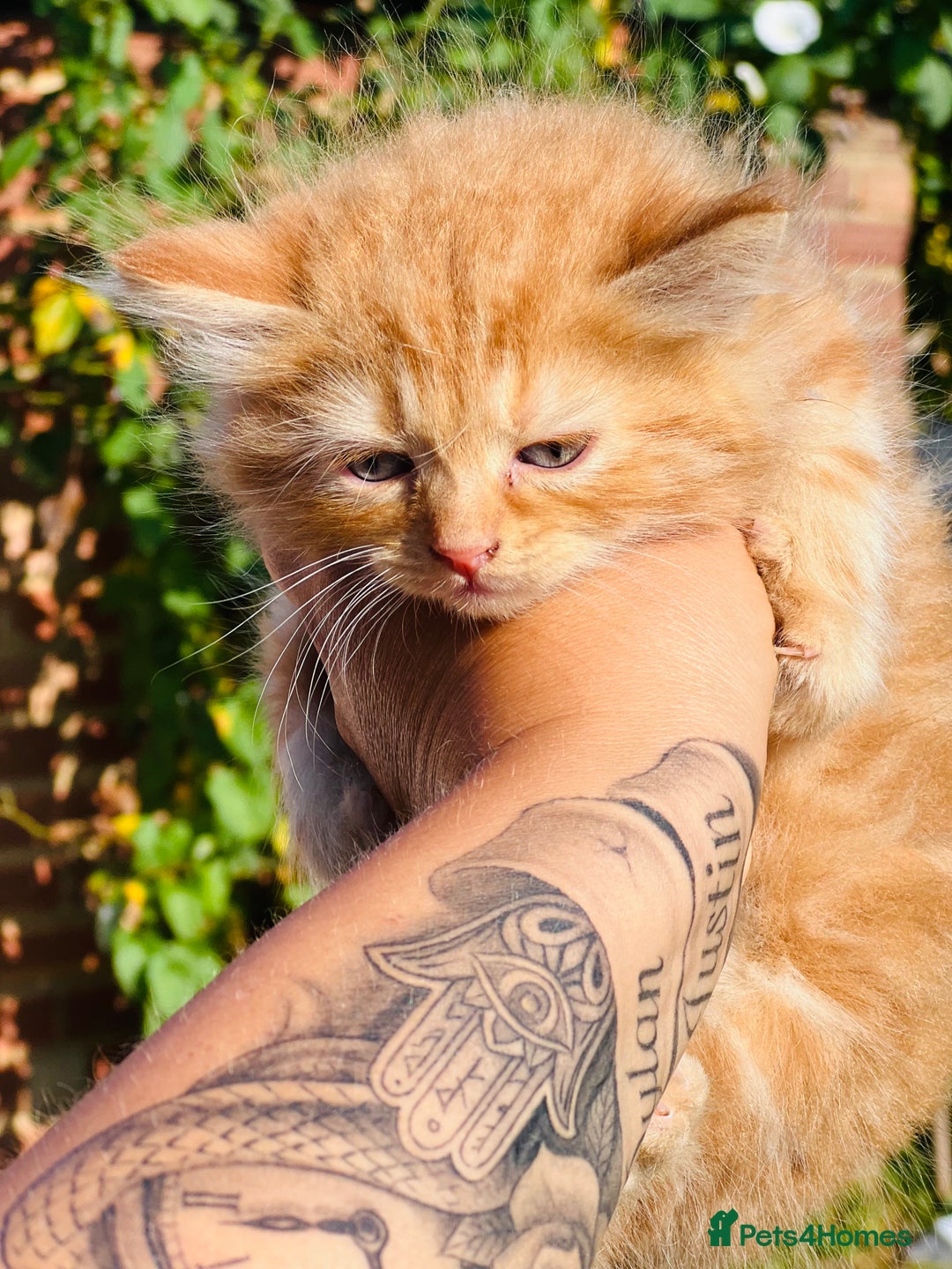 British Shorthair cats for sale:  8-Week-Old Kittens Ready for Loving Homes 🐾 - Image 2