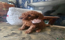 Miniature Poodle dogs for sale: Kc reg outstanding miniature Poodles in Stourbridge - Image 5