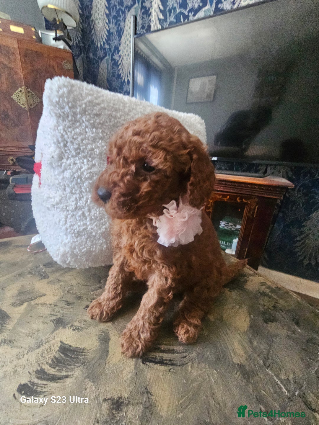 Miniature Poodle dogs for sale: Kc reg outstanding miniature Poodles in Stourbridge - Image 5