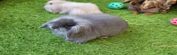 Mini Lion Lop rabbits for sale: Stunning Mini Lion Lops - READY SATURDAY - Advert 29